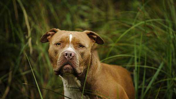10 dog breeds most often blacklisted by home insurance carriers